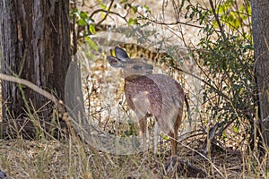 Sharpe grysbok in Kruger National park, South Africa