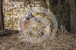 Sharpe grysbok in Kruger National park, South Africa