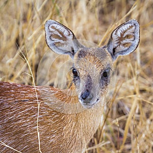 Sharpe grysbok in Kruger National park, South Africa