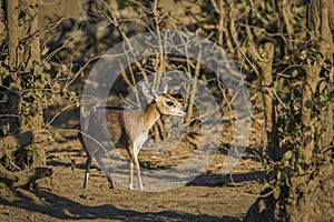 Sharpe grysbok in Kruger National park, South Africa