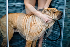 sharpe& x27;s bathing in the shower. a clean wet dog with a mistress, taking care of a pet. home care . red sharpey