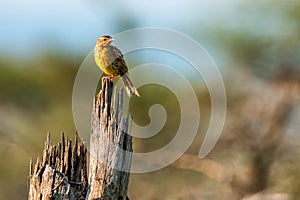 Sharpe`s pipit or Macronyx sharpei in savanna