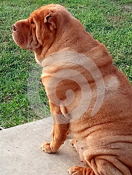 Sharpei