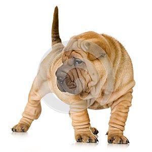 Sharpei