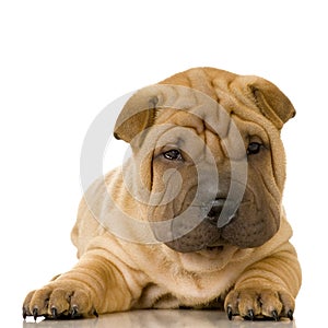 Sharpei