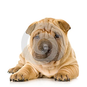 Sharpei