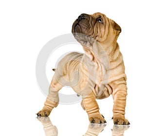 Sharpei
