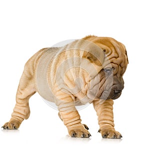 Sharpei