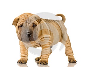 Sharpei