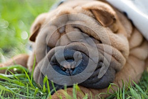 Sharpei baby dog