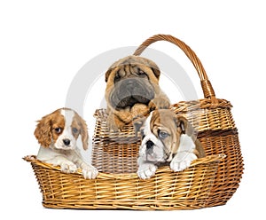 Sharpei, Cavalier King Charles and English Bulldog