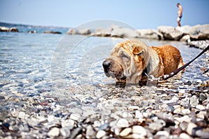 Sharpei dog