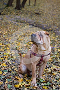 Sharpei dog