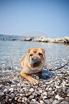 Sharpei dog