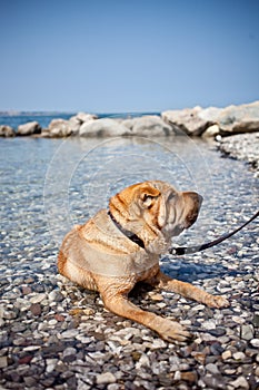 Sharpei dog