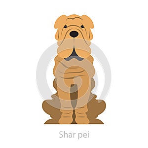 Sharpei dog breed. Puppy animal with skin folds photo