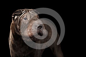 Sharpei Dog Isolated on Black Background