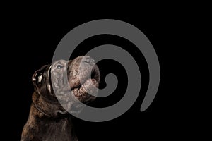 Sharpei Dog Isolated on Black Background