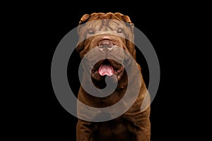 Sharpei Dog Isolated on Black Background