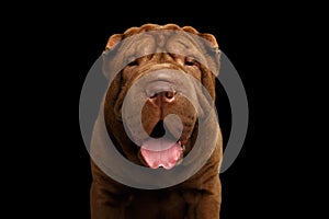 Sharpei Dog Isolated on Black Background