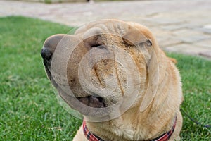 Sharpei dog portrait