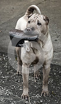 Sharpei dog with shoes toy in her mouth