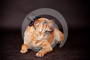 Sharpei dog waring stovepipe