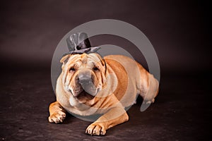 Sharpei dog waring stovepipe