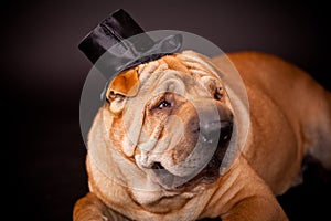 Sharpei dog waring stovepipe