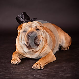 Sharpei dog waring stovepipe