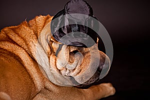 Sharpei dog waring stovepipe photo