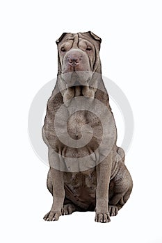 Sharpei draw