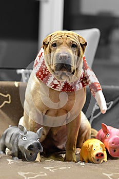 Sharpei female with christmass scarf