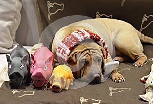 Sharpei female with christmass scarf