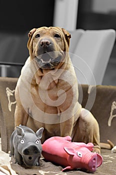 Sharpei female with christmass scarf