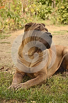 Sharpei male dog in the grass