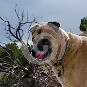 Sharpei Mutt Licking his Lips