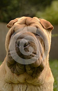 Sharpei portrait about a meat mouth male