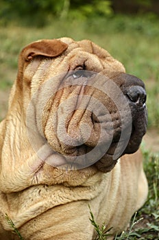 Sharpei portrait about a meat mouth male
