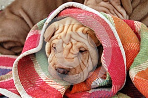 Sharpei puppy