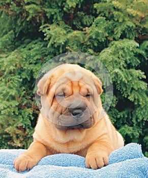 Sharpei puppy