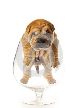 Sharpei puppy