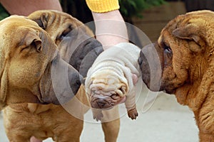 Sharpei puppy and adults