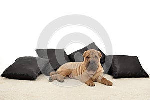 Sharpei puppy with black pillows