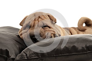 Sharpei puppy with black pillows