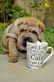 Sharpei puppy with coffee cup