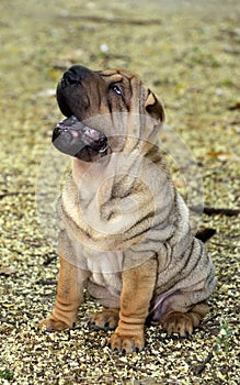 Sharpei puppy dog sitting