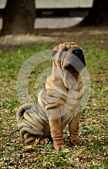 Sharpei puppy dog sitting