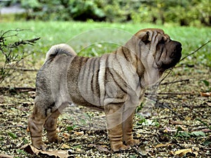 Sharpei puppy dog stands