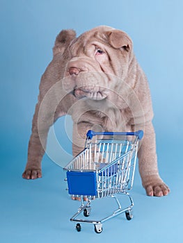Sharpei puppy with empty shopping cart